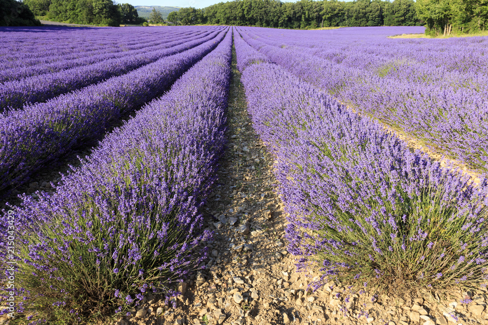 Obraz premium Lavender field in Provence France