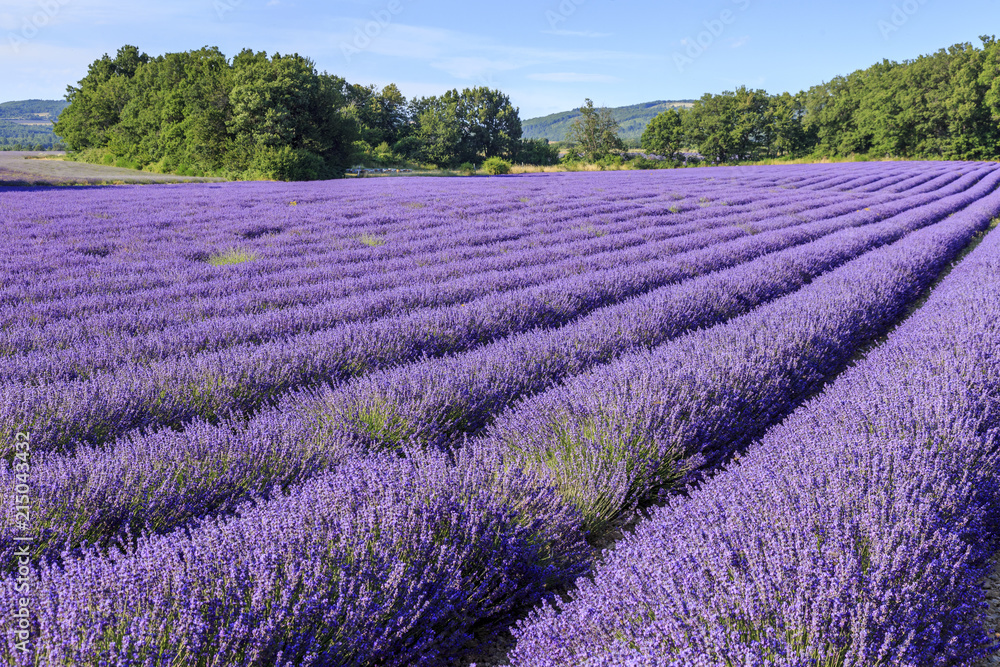 Lavender field in Provence France Lavender field in Provence France