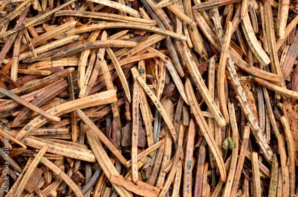 Texture of a dry forest needle - close-up, view from above