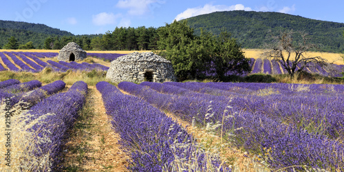 Old borie and lavender field in Provence, south of France photo