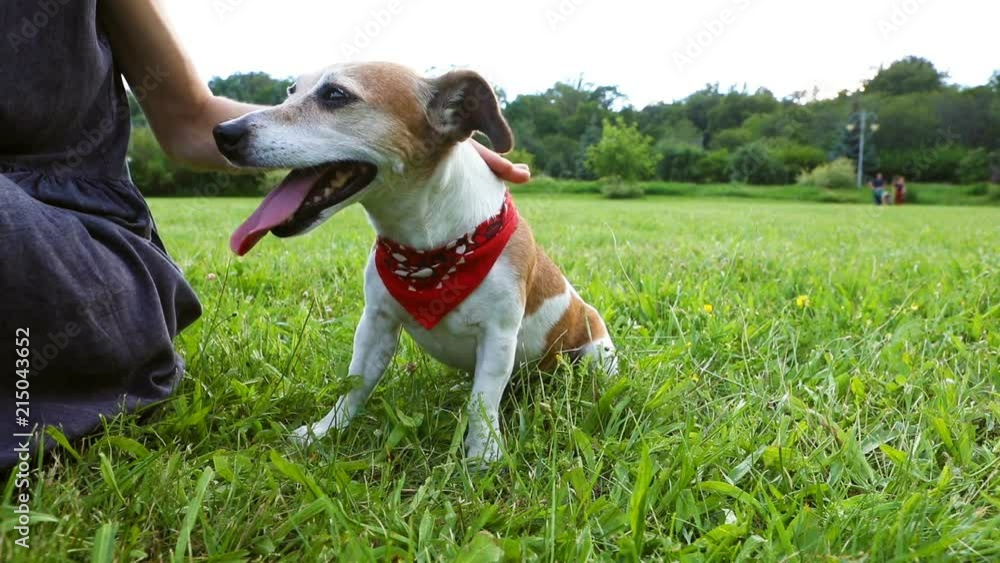 Woman hands pets small dog sitting on the grass. Masters love and care. Video footage. Lovely family moment mood Woman hands pets small dog sitting on the grass. Masters love and care. Video footage. Lovely family moment mood