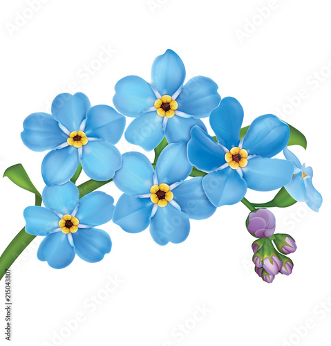 Bunch of blue forget me not flowers with leaves isolated on white background. Vector illustration