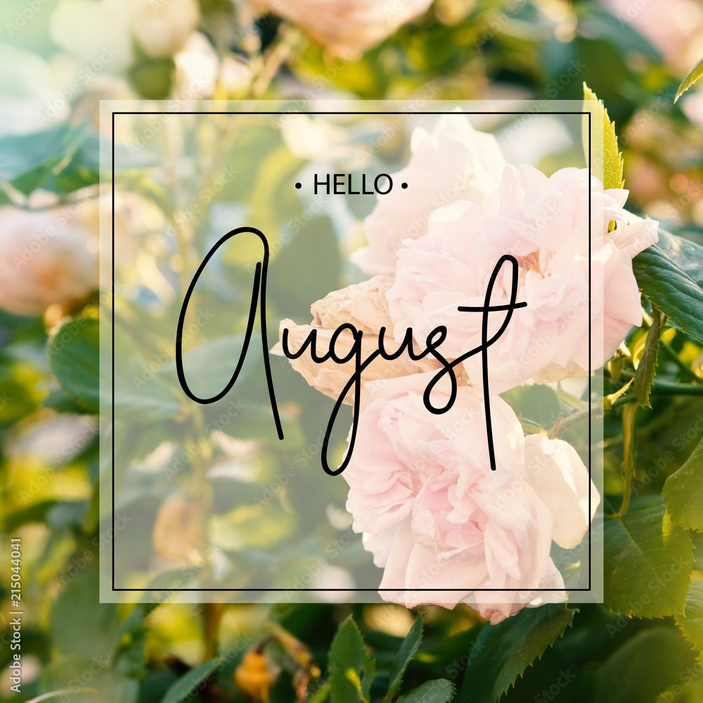 Obraz premium Hello august greeting card with roses flowers.
