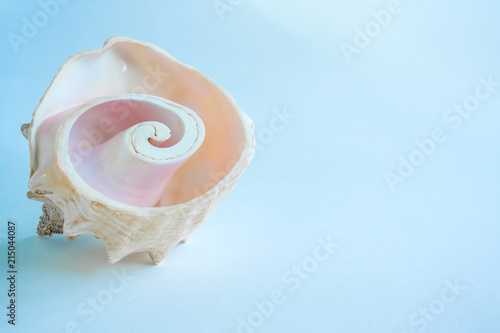 Sea shell on blue background. Background