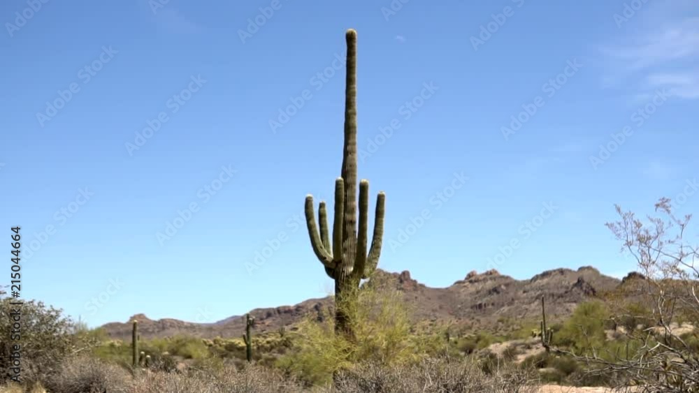Saguaro Cactus in desert medium shot Saguaro Cactus in desert medium shot