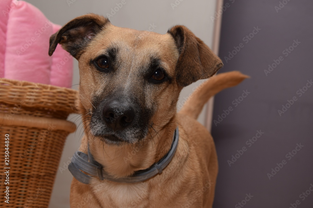 Portrait of a dog, semantic breed Portrait of a dog, semantic breed