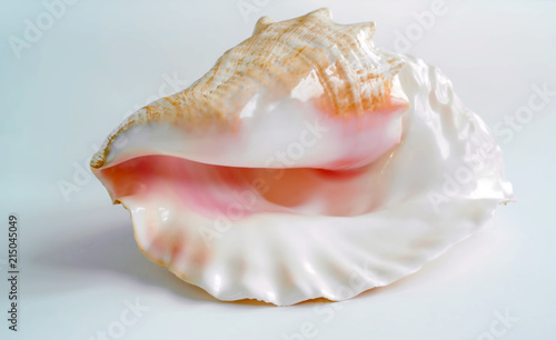 shell