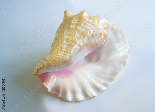 Sea shell on light background