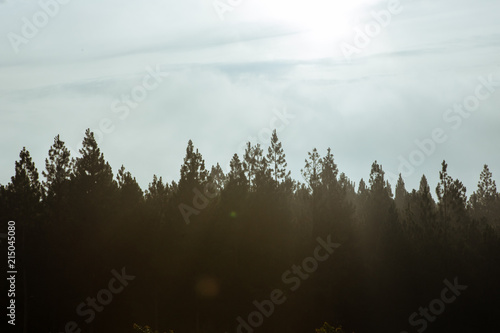 Top view Shadow of the pine trees sunlight in the morning..