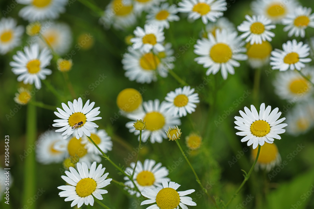 Fototapeta premium Kamille Blume 