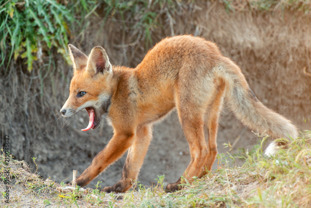 Little Red Fox yawns near his hole Little Red Fox yawns near his hole