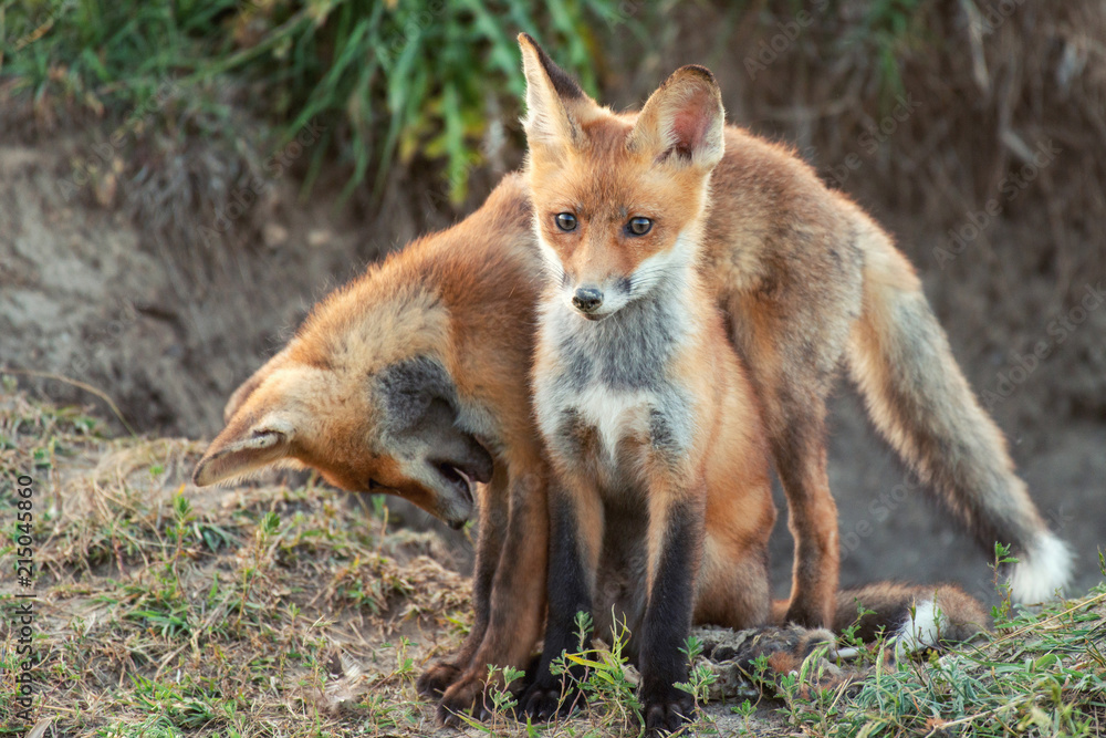 Two Little Red Fox near his hole Two Little Red Fox near his hole
