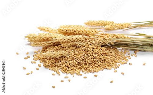 Wheat ears and seeds, grains isolated on white background