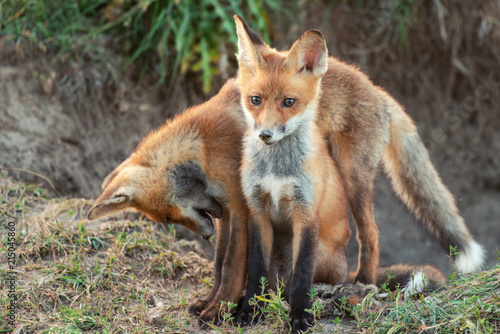 Two Little Red Fox near his hole © Tatiana