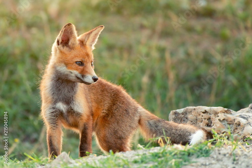 Little Red Fox near his hole © Tatiana
