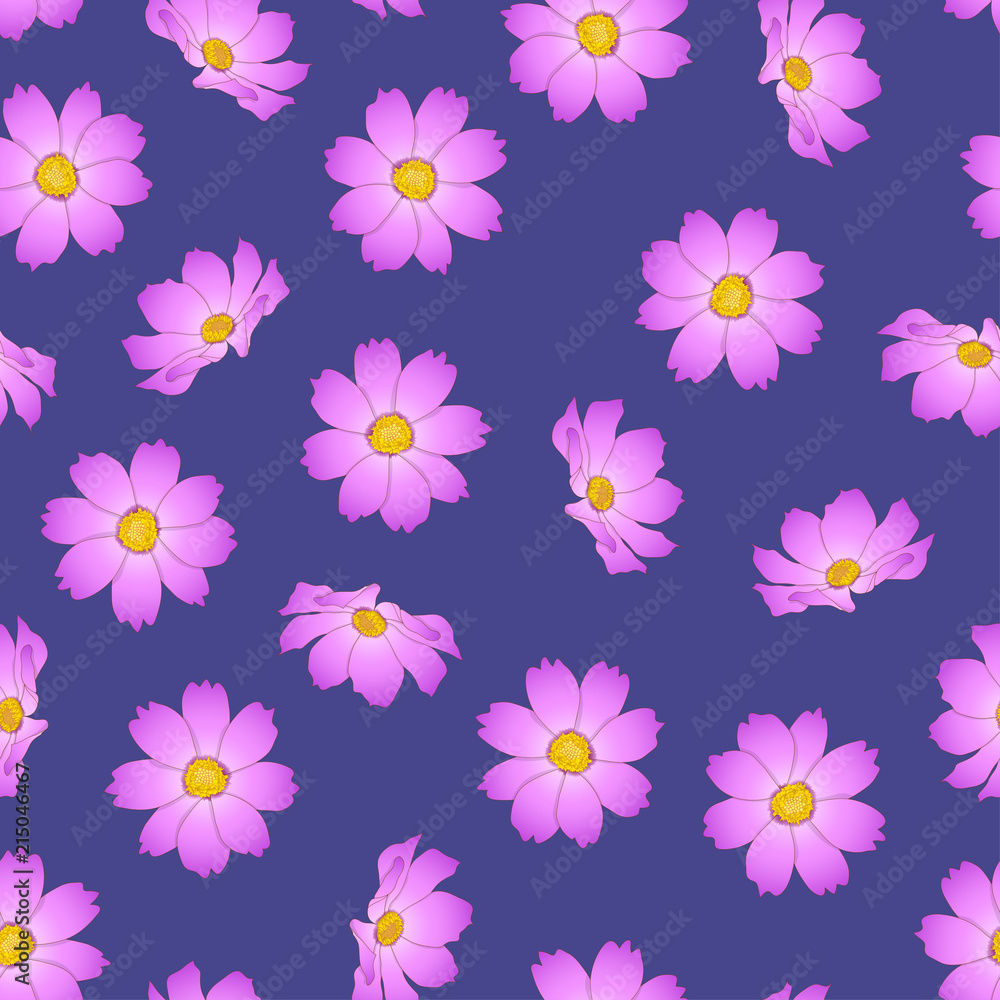 Pink Cosmos Flower on Purple Background Pink Cosmos Flower on Purple Background