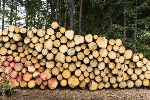 Firewood in the forest