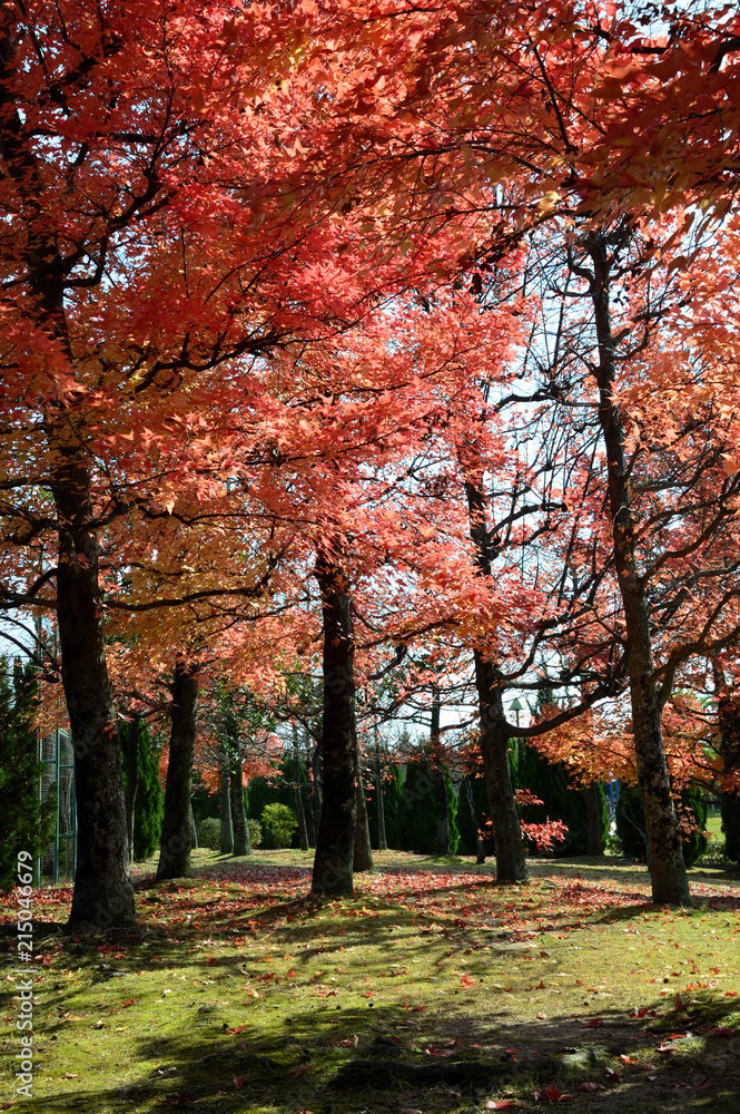 色づく公園、フウの紅葉