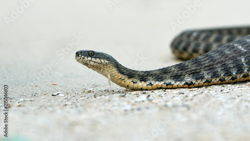 Water snake at the seashore
