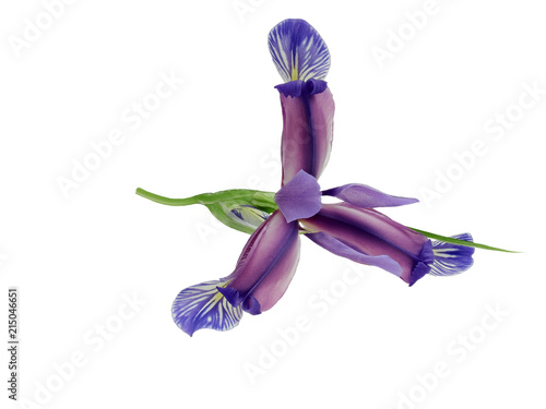 Fototapeta Naklejka Na Ścianę i Meble -  Blue iris flower isolated