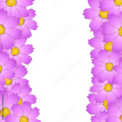 Pink Cosmos Flower Border