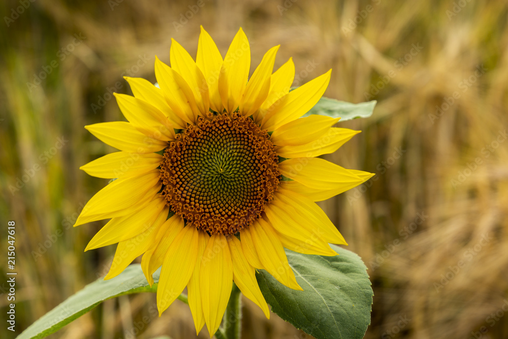 Fototapeta premium Sunflower natural background, Sunflower blooming.