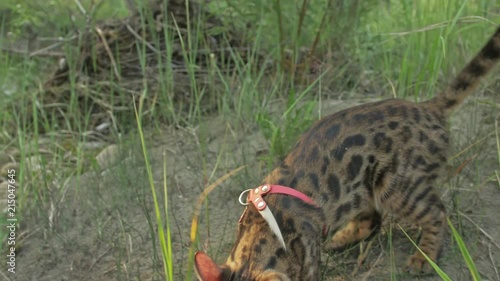 One cat bengal walks on the green grass. Bengal kitty learns to walk along the forest. Asian leopard cat tries to hide in the grass. Reed domesticated cat in nature. Domestic cat on beach near river. photo