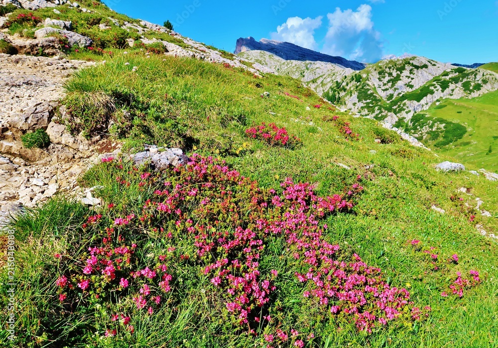 Alpenrosen, Bergwandern, Dolomiten