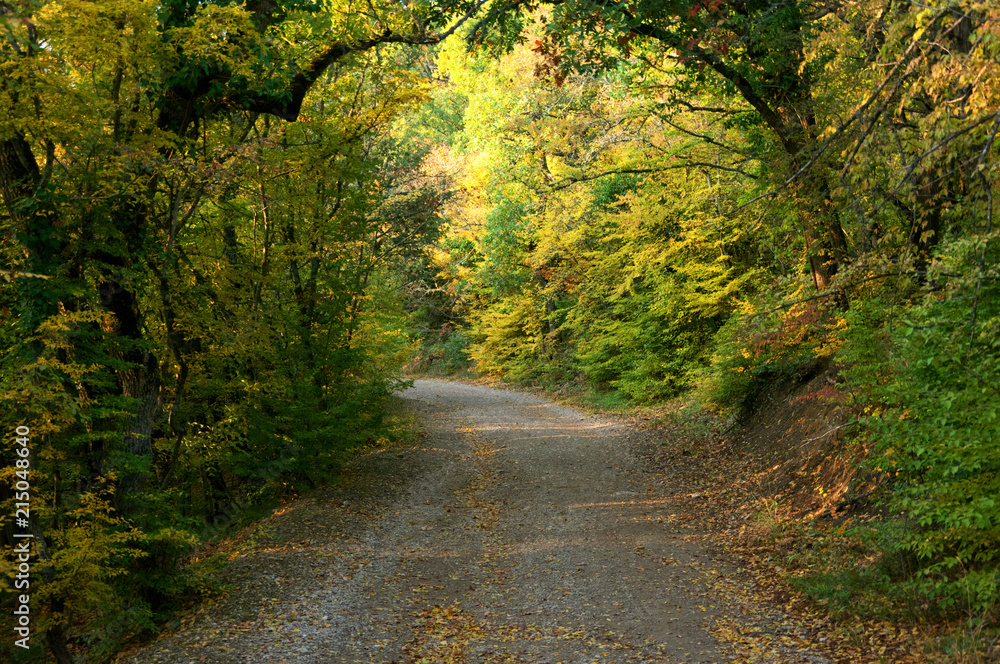 Obraz premium Path in autumn forest