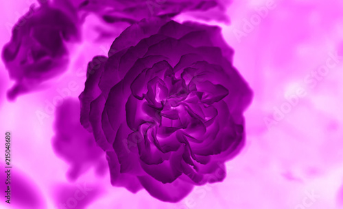Art photo rose petals isolated on the natural blurred background with clipping path. Closeup. For design, texture, background. Nature.