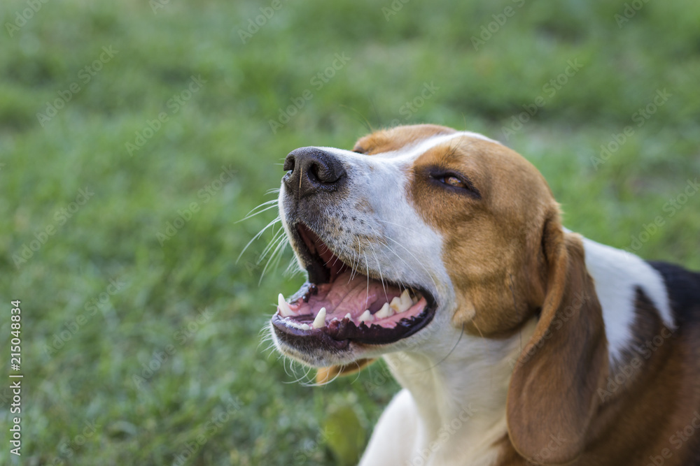 tired yawning dog (Beagle)