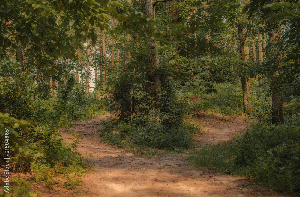 Obraz premium forest