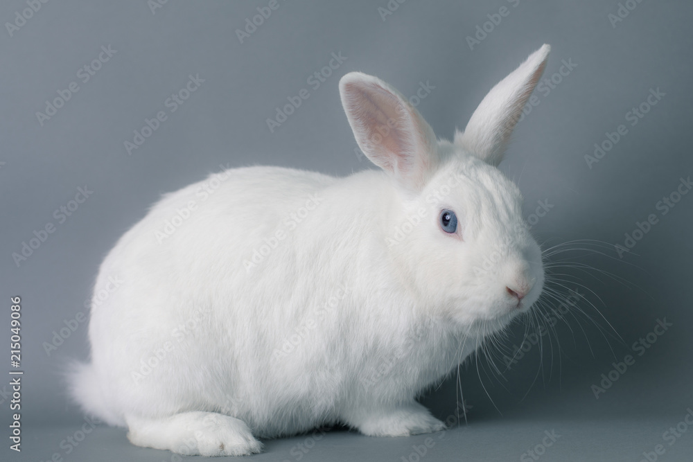 Gorgeous white baby bunny rabbit with huge ears on a seamless gray background Gorgeous white baby bunny rabbit with huge ears on a seamless gray background