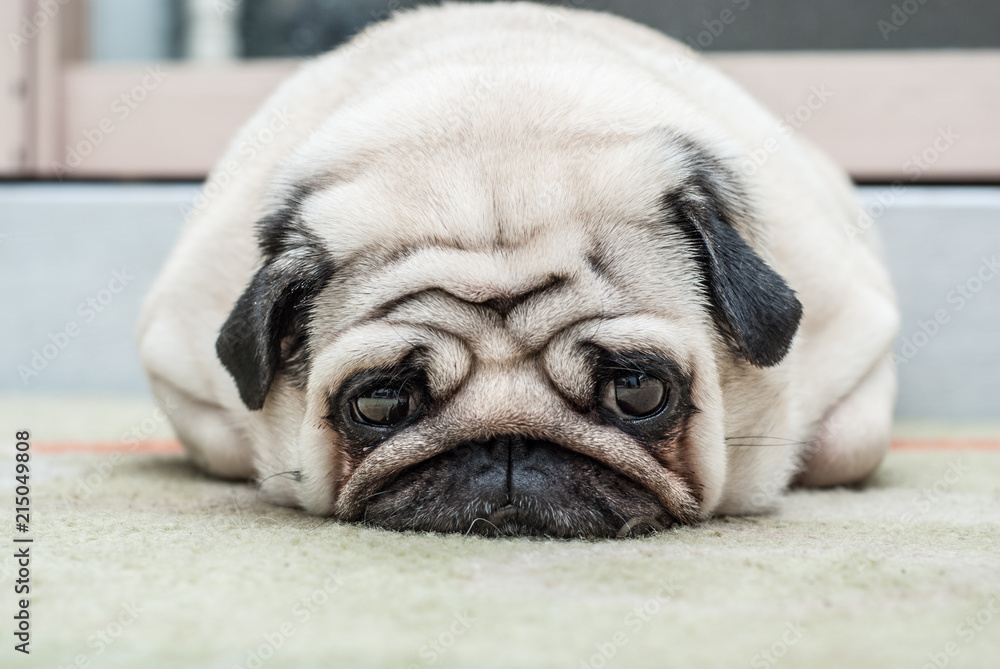 The pug lies on the floor and looks sad eyes