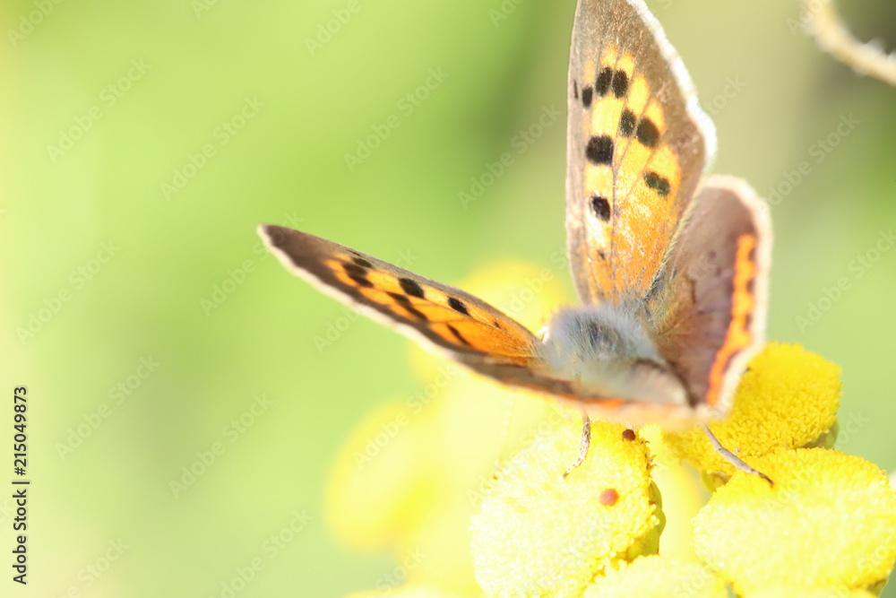 Obraz premium little butterfly, 