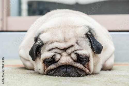 The sad pug lies on the floor