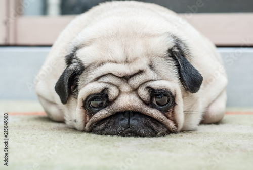 The pug lies on the floor and looks sad eyes