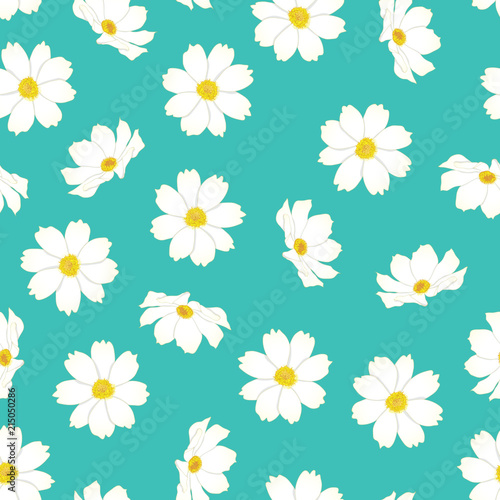 White Cosmos Flower on Blue Mint Background