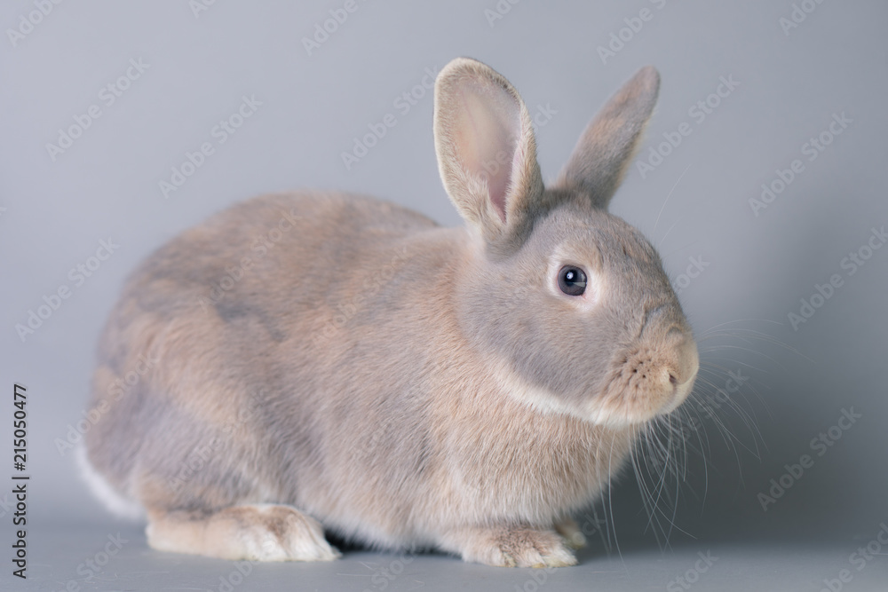 Gorgeous fluffy baby bunny rabbit with huge ears on a seamless gray background