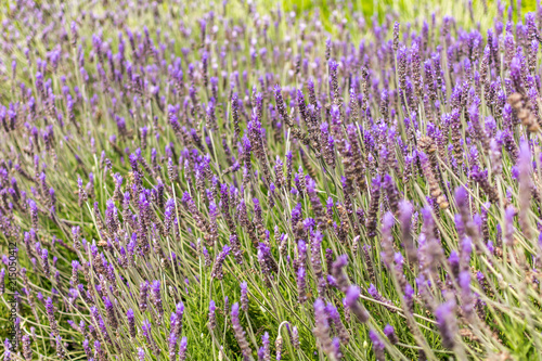 Lavender  Lavandula  field in the spring. Lavender flowers with its silvery-green foliage and upright flower spikes in the Park G  ell  Barcelona  Spain.