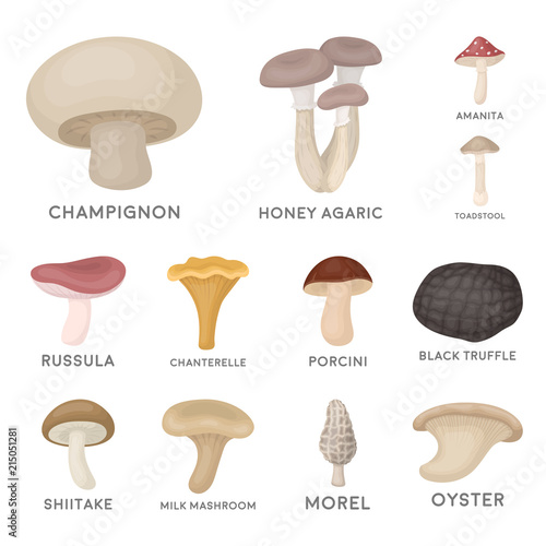 Poisonous and edible mushroom cartoon icons in set collection for design. Different types of mushrooms vector symbol stock web illustration.