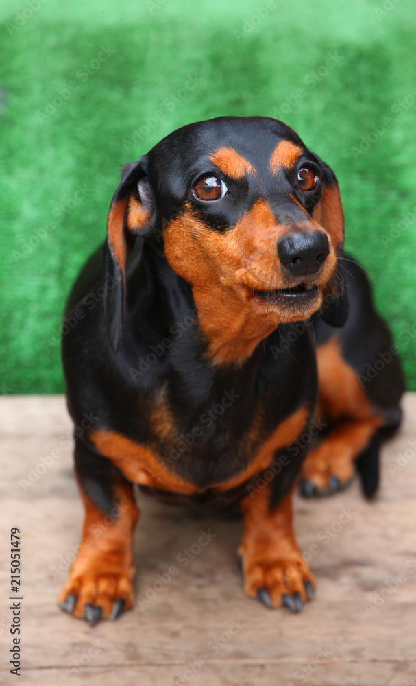 Dachshund Dog Summer Garden