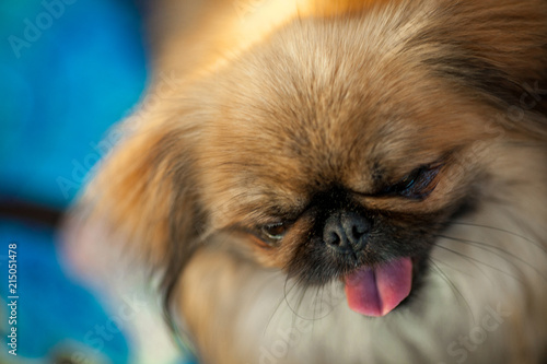 portrait of a Pekingese Dog at a Dog show