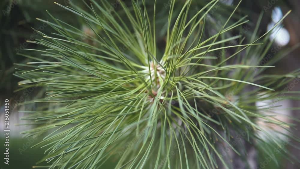 Close-up of Christmas pine fir tree branches background. Background of Christmas tree branches. Close-up of Christmas pine fir tree branches background. Background of Christmas tree branches.