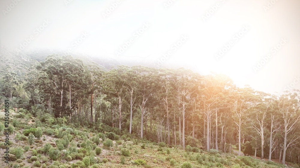 Obraz premium Forest under sunset sunbeams