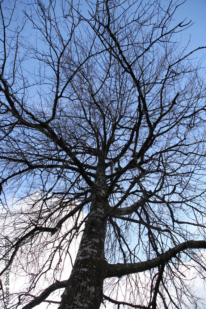Obraz premium Bare Tree in Winter