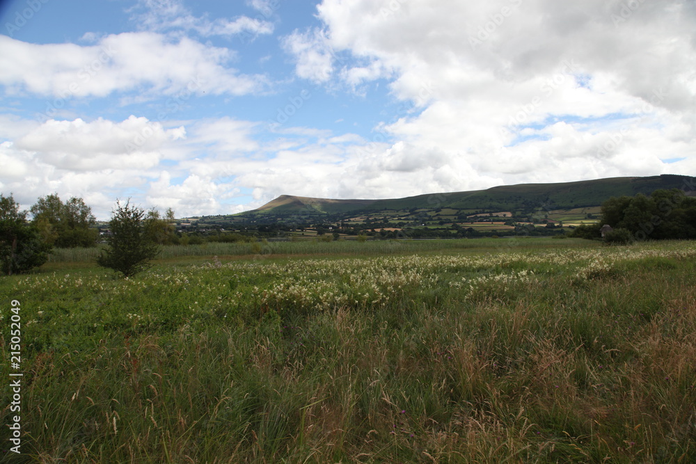Field and Trees in Brecon Beacons Field and Trees in Brecon Beacons