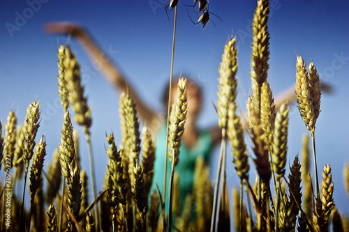 Spikelets of wheat against the background of a happy girl who raised her hands to the sky