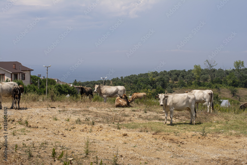 Obraz premium Bahçede gezinen hayvanlar