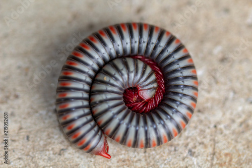 Fényképezés Image close-up of millipede is rolling protection it self on the ground